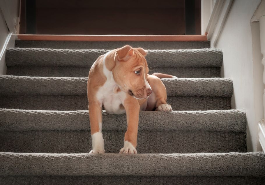 escalier pour chien