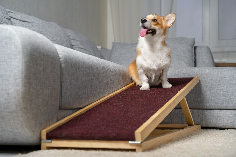 meilleurs modeles escalier chiens